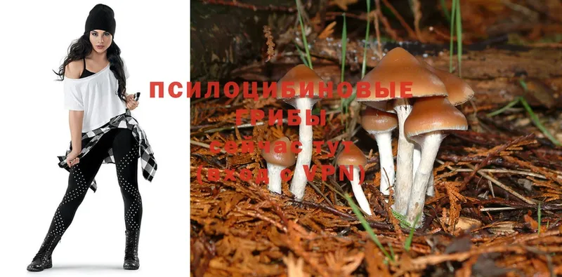 купить  сайты  Бор  Галлюциногенные грибы Cubensis 